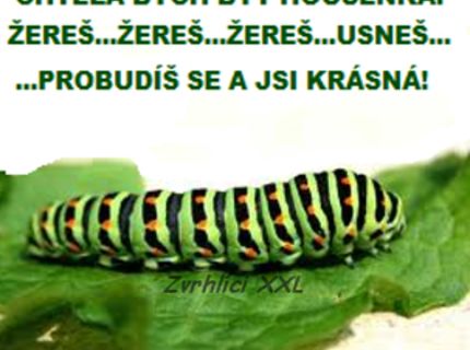 Každá žena chce byť ako husenica ... tu je dovod preco :D