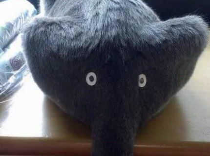 Jeeej.. toto je sloníčatko ala mačička :D