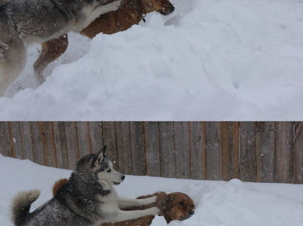 Tento pes je poriadny huncut :D