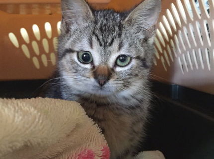 Skulava mačička, videli ste uz nieco take?:D