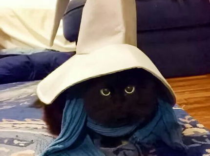 Co vam pripomina tato mačka?:D