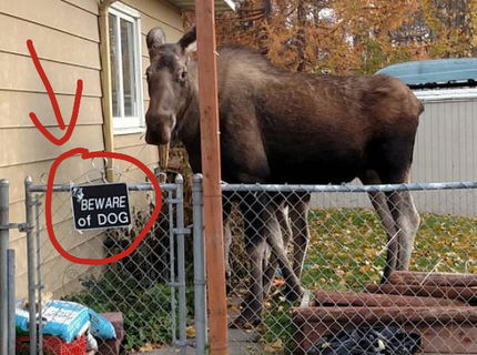 Videli ste už takéhoto psa??? :D