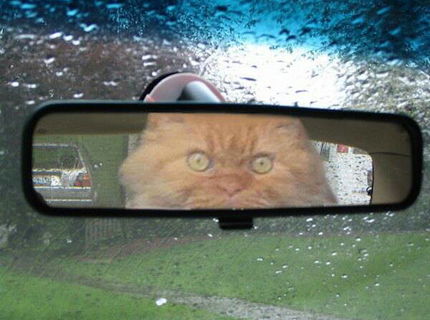 Čo by ste spravili keby ste uvideli toto v spätaku :D