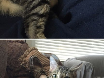 Mačička ala neviditelna gitara! :D