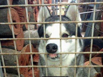 Videli ste už plemeno psa FIBERIAN HUFKY? :DD