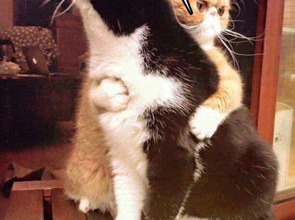 Jeeeej... to je rozkošnééé :)