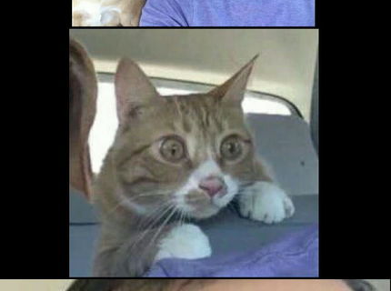 Mačaci fail je odhalený! :D