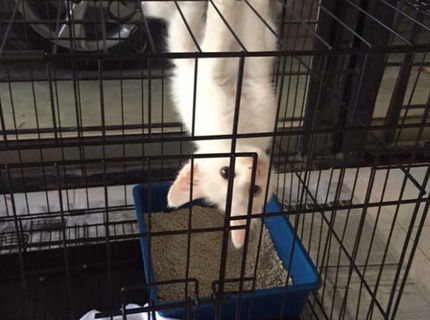 Spider cat :D toto je zabavna mačka :D