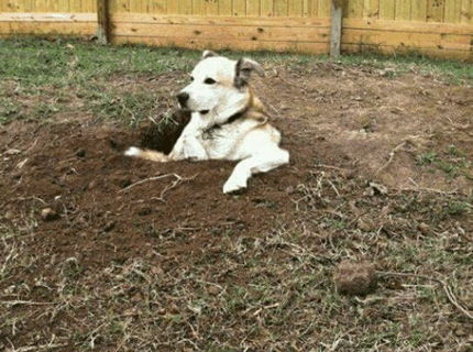 Tento psík si užíva poriadny relax... :D