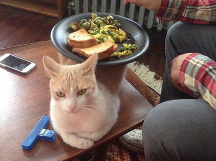 Už aj mačky získali titul užitočné zviera! :D