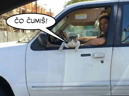 Skutoční gangstri nosia v aute mačky! :D