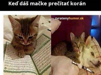 Mačka vs korán :D