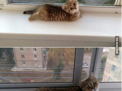 Rozkošné! Mačička po niekoľkých rokoch :D