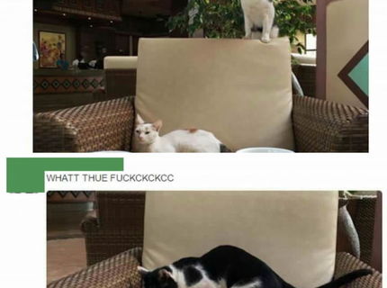 Mačky v kaviarni rozputali peklo :)