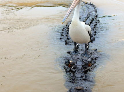 Ked sa kamaratite s najvacsim bitkarom