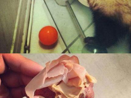 Zvieratá bavia internet! Unikátna foto séria toho naj so zvieratami :D #1