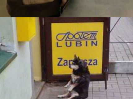 Zvieratá bavia internet! Unikátna foto séria toho naj so zvieratami :D #2