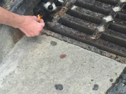 Zvieratá bavia internet! Unikátna foto séria toho naj so zvieratami :D #3