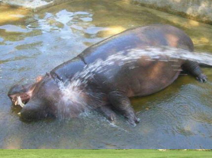 Zvieratá bavia internet! Unikátna foto séria toho naj so zvieratami :D #5