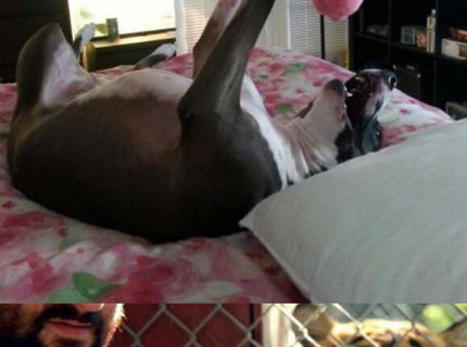 Zvieratá bavia internet! Unikátna foto séria toho naj so zvieratami :D #6