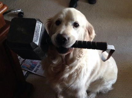 Nove plemeno psa: Labrathor :D