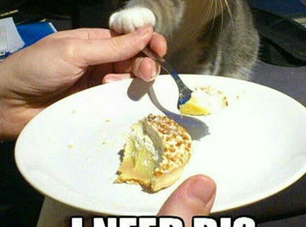 Zábavna mačička, ktora boduje na internete :D