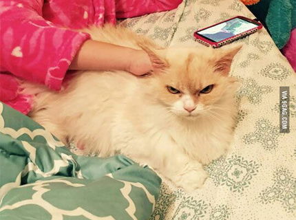 Toto je nová extra nahnevaná mačka :D