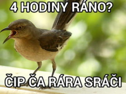 Ranné budíky! Je tu jar, budia aj vás vtáci ?:D