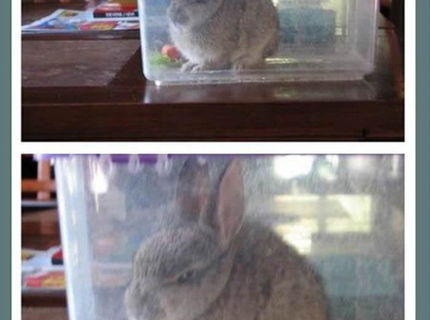 Zajac, ktory ma naraz fest nahnevaneho domaceho milacika :D