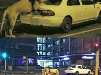 Toto je úplne bežné v južnej afrike :D