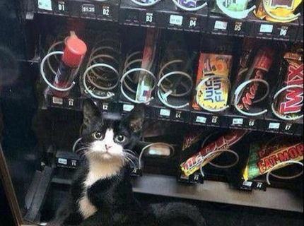 Co sa stane ked kaciatko padne do automatu? :)