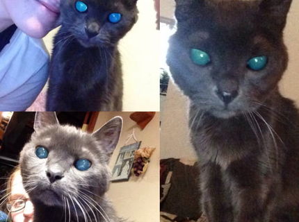 To čo má ta mačka s očami???