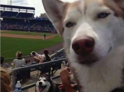 Selfie zo života zvierat :D