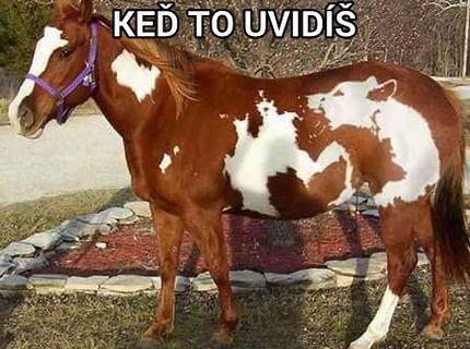 Co tam vidíte? Vlka alebo medveda? pls koment