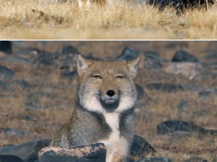 Čo je toto pre boha za zviera?:D