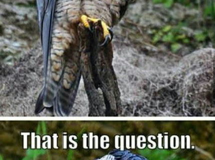 Byť či nebyť! to je otázka! :D