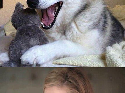 Husky znova v akci! :D