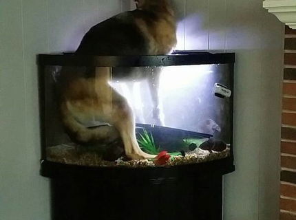 Majitelia domácich miláčikov, čo na to hovoríte?:D