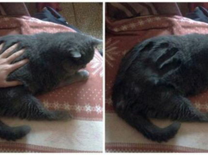 Ježinkovééé to je ale podarené :D