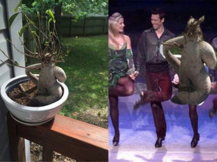 TO je podoba :D kkks haluzná rastlina :D