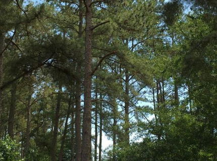 Nezvyčajný pútač zaujal na plote :D