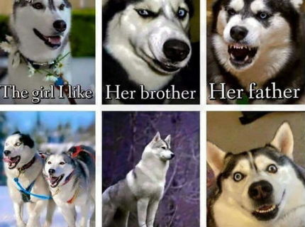 Ako to funguje medzi psíkmi ... :D