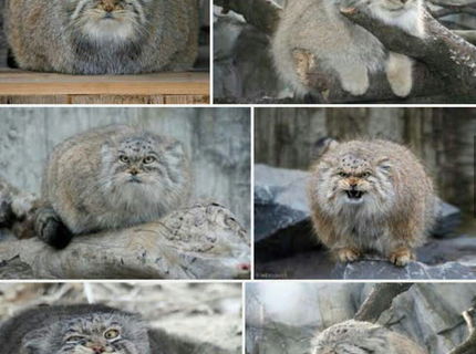 Máš zlý deň? Tak keď sa pozrieš na toto zvieratko, zmeníš názor :D