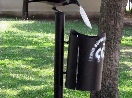 Vták, ktorý miluje čistotu a poriadok :D