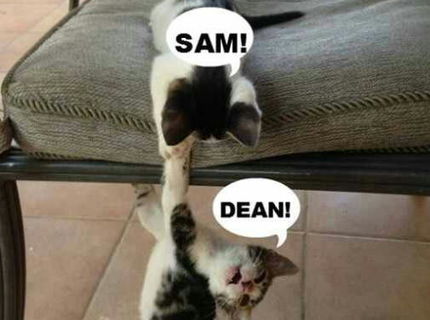 Zo života mačičiek :D