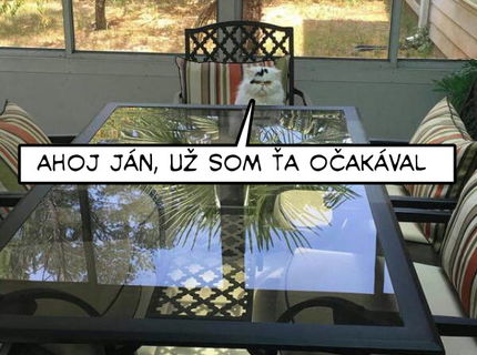 Mačka, ktorá nemá žiadnu chybu:D