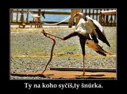 Kung fu vták :D