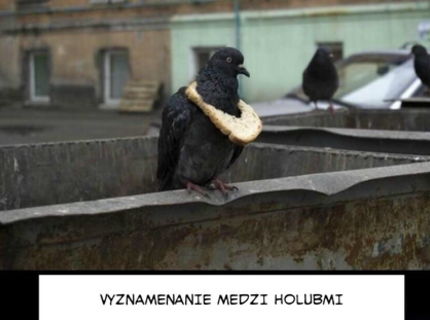 Toto je prvý vyznamený holub :D