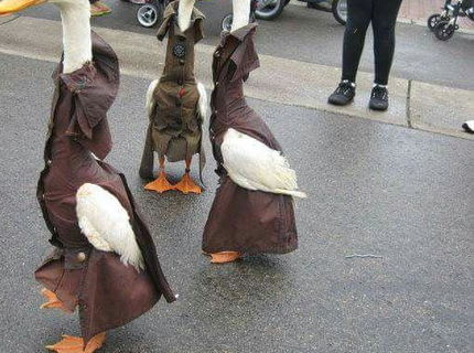 Gaga gangsters :D