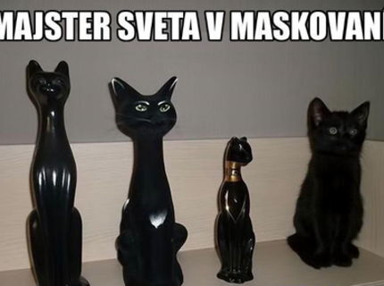 Mačka špion :D